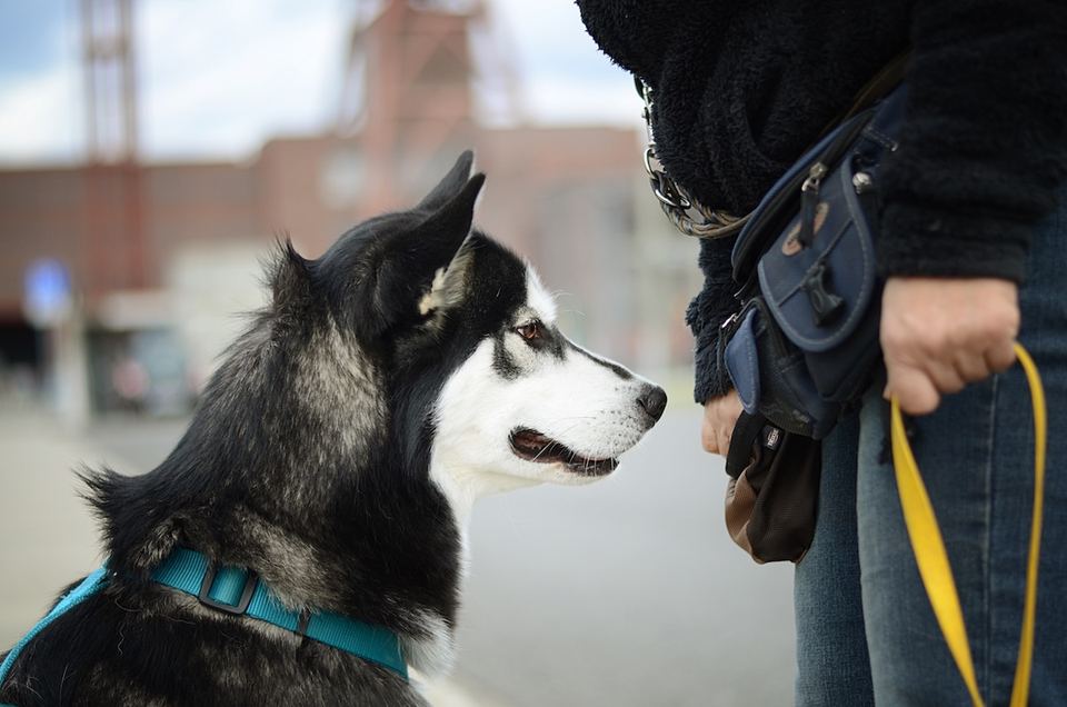 Hundetraining auf Zollverein